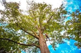 Best Tree Maintenance Programs  in Artondale, WA