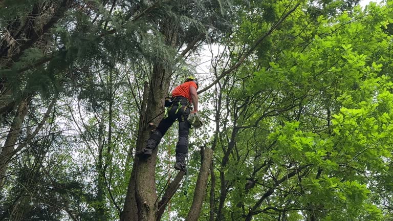 Artondale, WA Tree Services Company