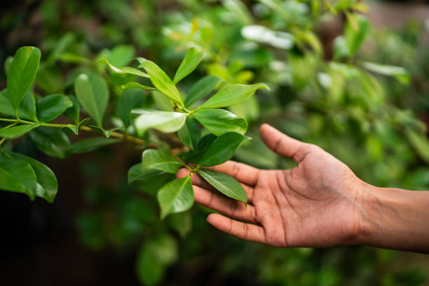 How Our Tree Care Process Works  in  Artondale, WA