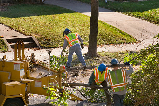 Best Lawn Disease Treatment  in Artondale, WA