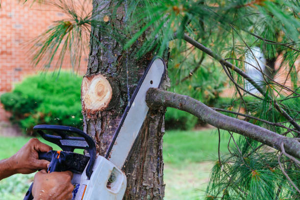 Best Lawn Pest Prevention  in Artondale, WA